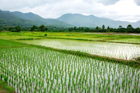 اجرای الگوی کشت دوم برنج راهبردی برای ارتقای امنیت غذایی کشور