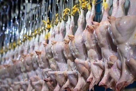 اصلاح الگوی تولید و مصرف، صنعت مرغ را از ضرر نجات می‌دهد