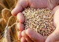 آغاز واردات گندم دامی با نرخ ۲۳۵ یورو