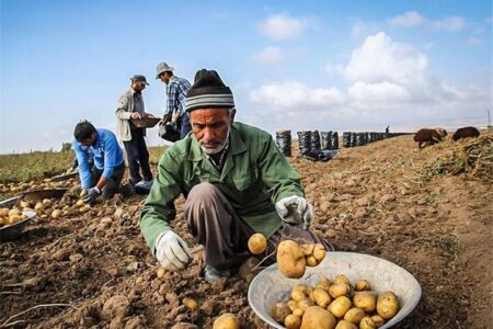 درخواست سیب زمینی کاران برای تامین سوخت و تسهیلات تولید؛ هزینه تمام شده تولید چقدر است؟